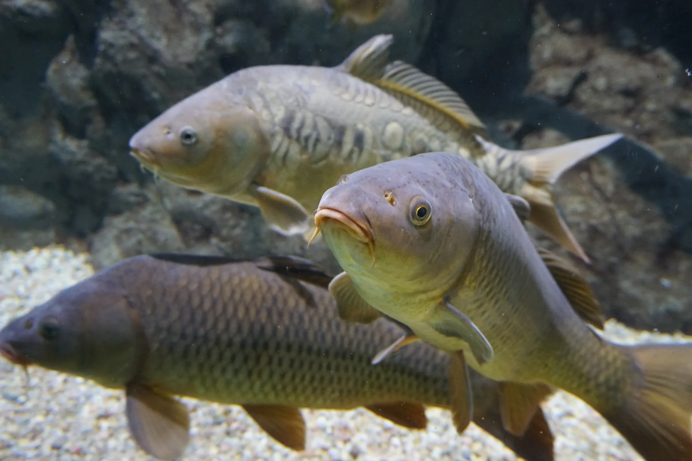 pez carpa