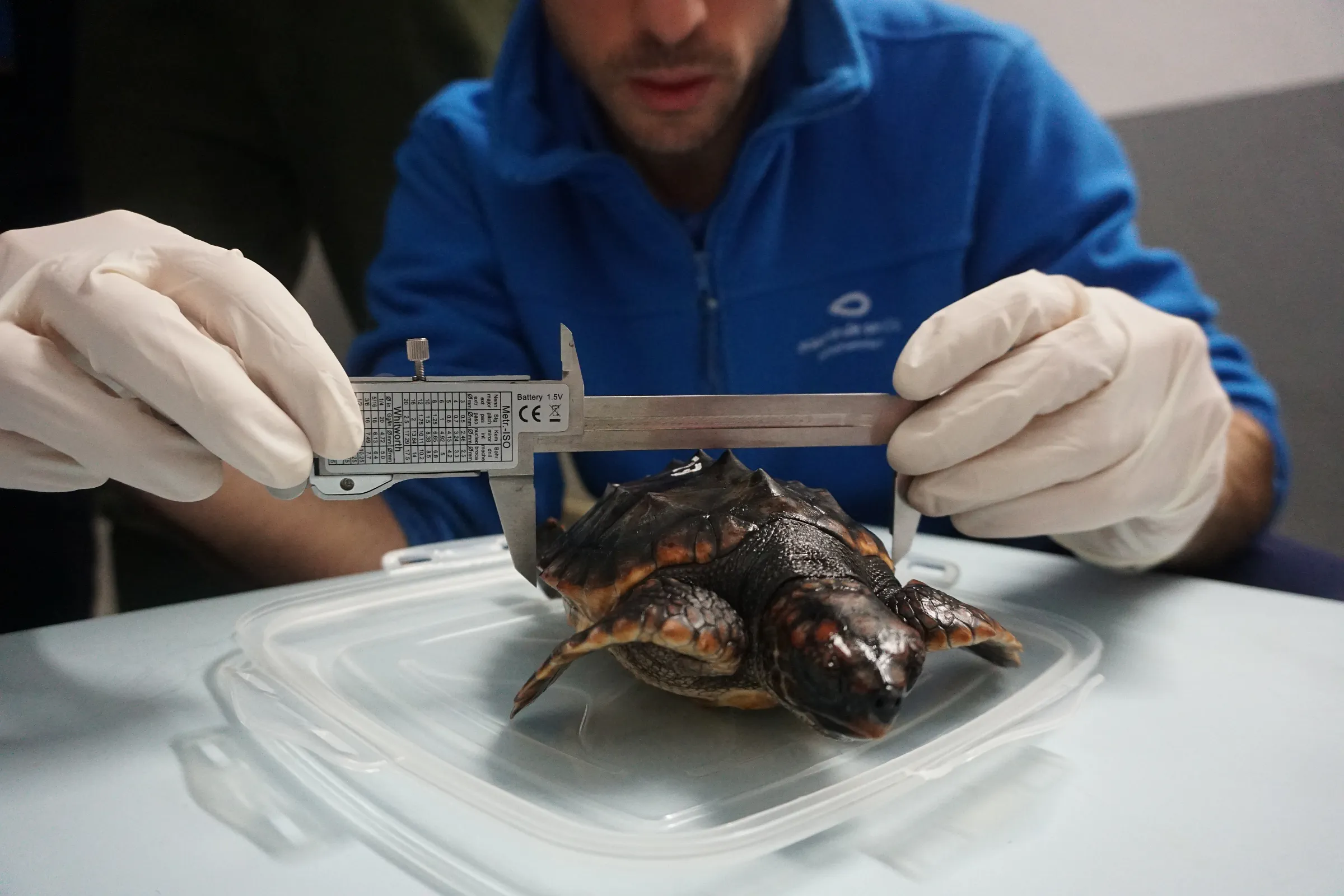 Cuidamos de las tortugas