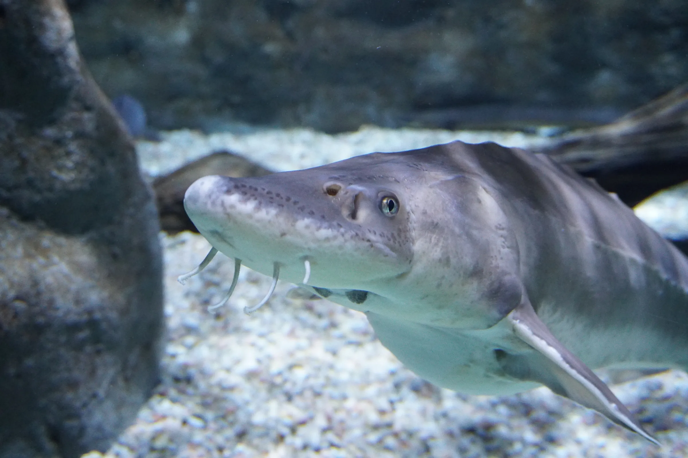 Guadalquivir River species