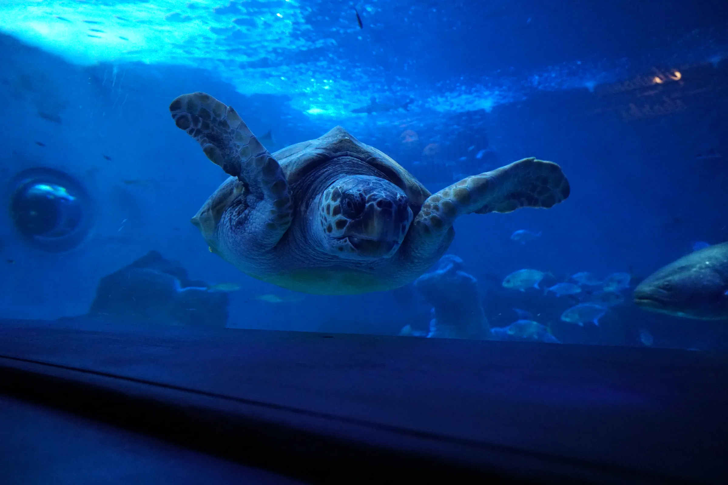 Aquarium mascot presentation