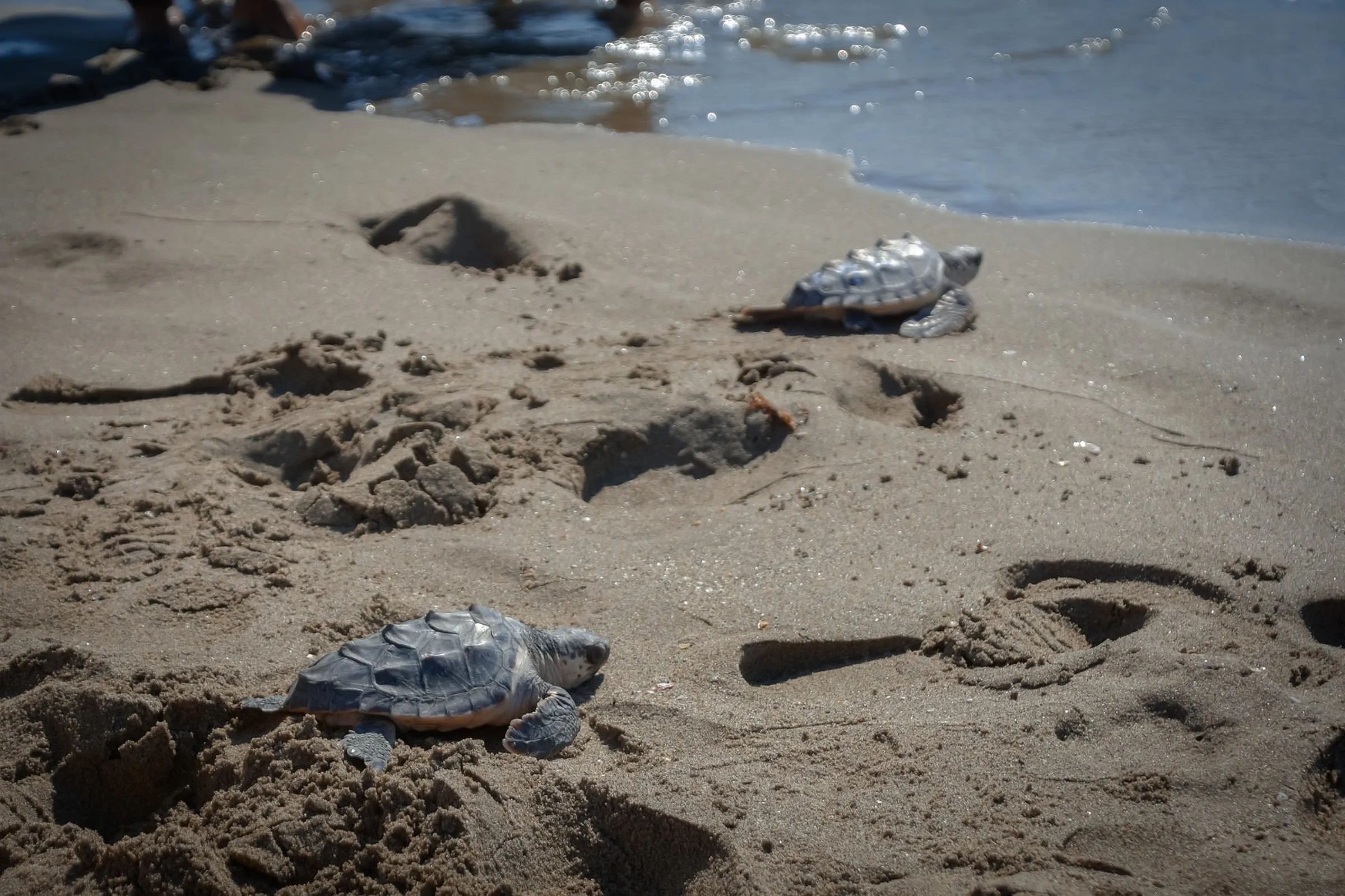 Conservation Turtle Release