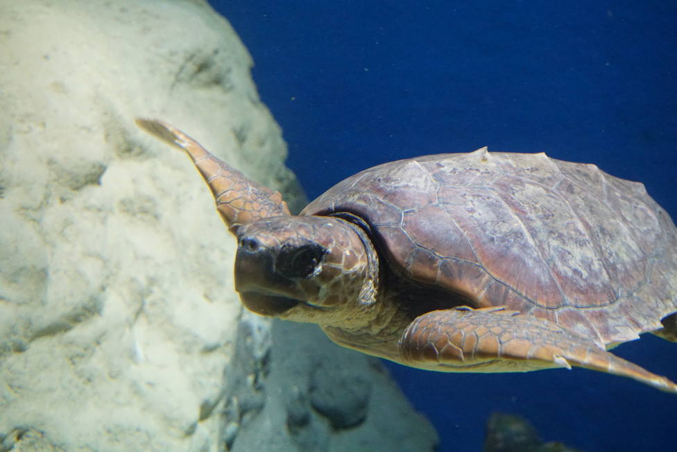 Sea Turtles Return to the Seville Aquarium