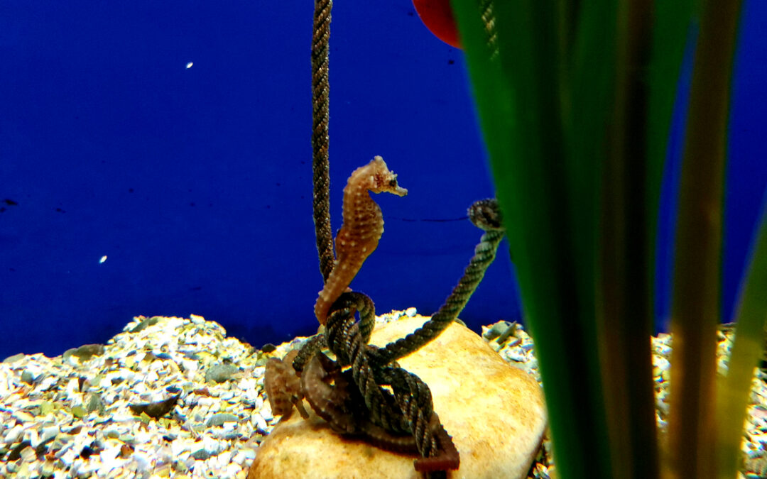 Nuevos bebés de caballito de mar en la guardería del Acuario de Sevilla