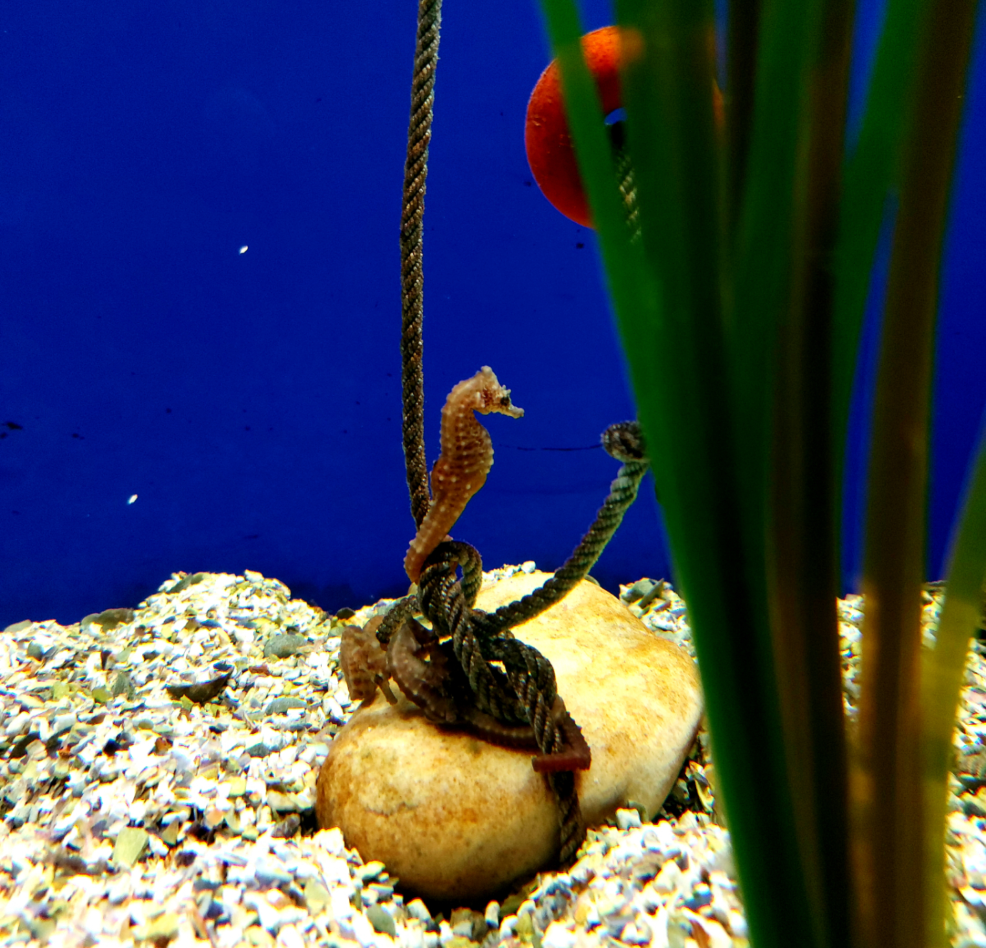 New Seahorse Babies in the Seville Aquarium’s Nursery
