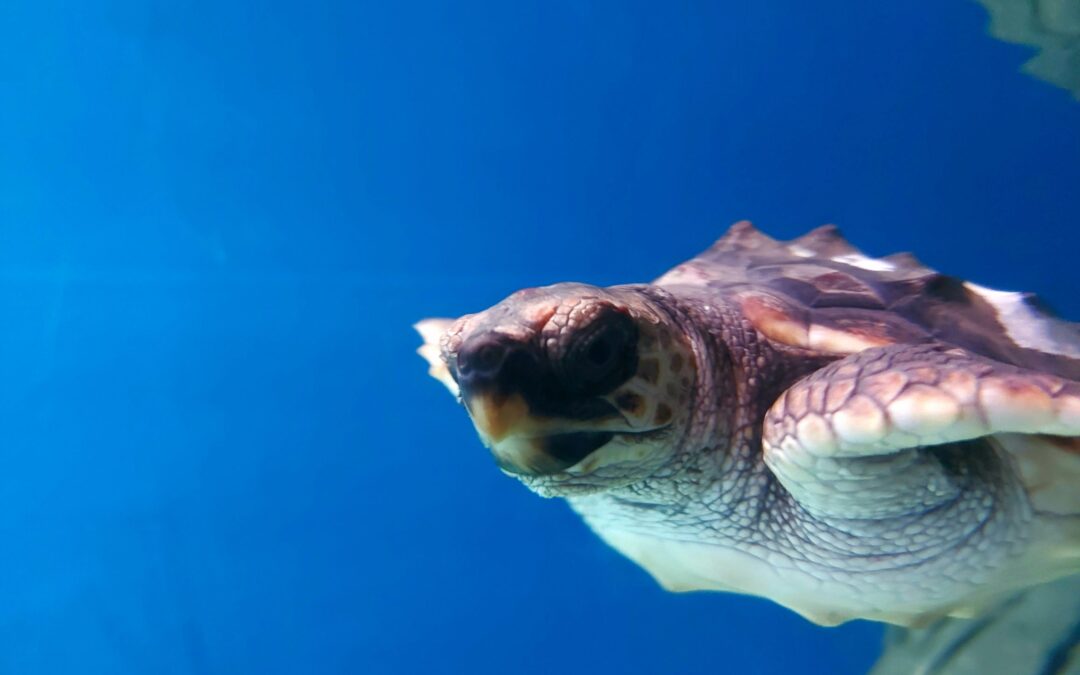 A Commitment to Sea Turtles