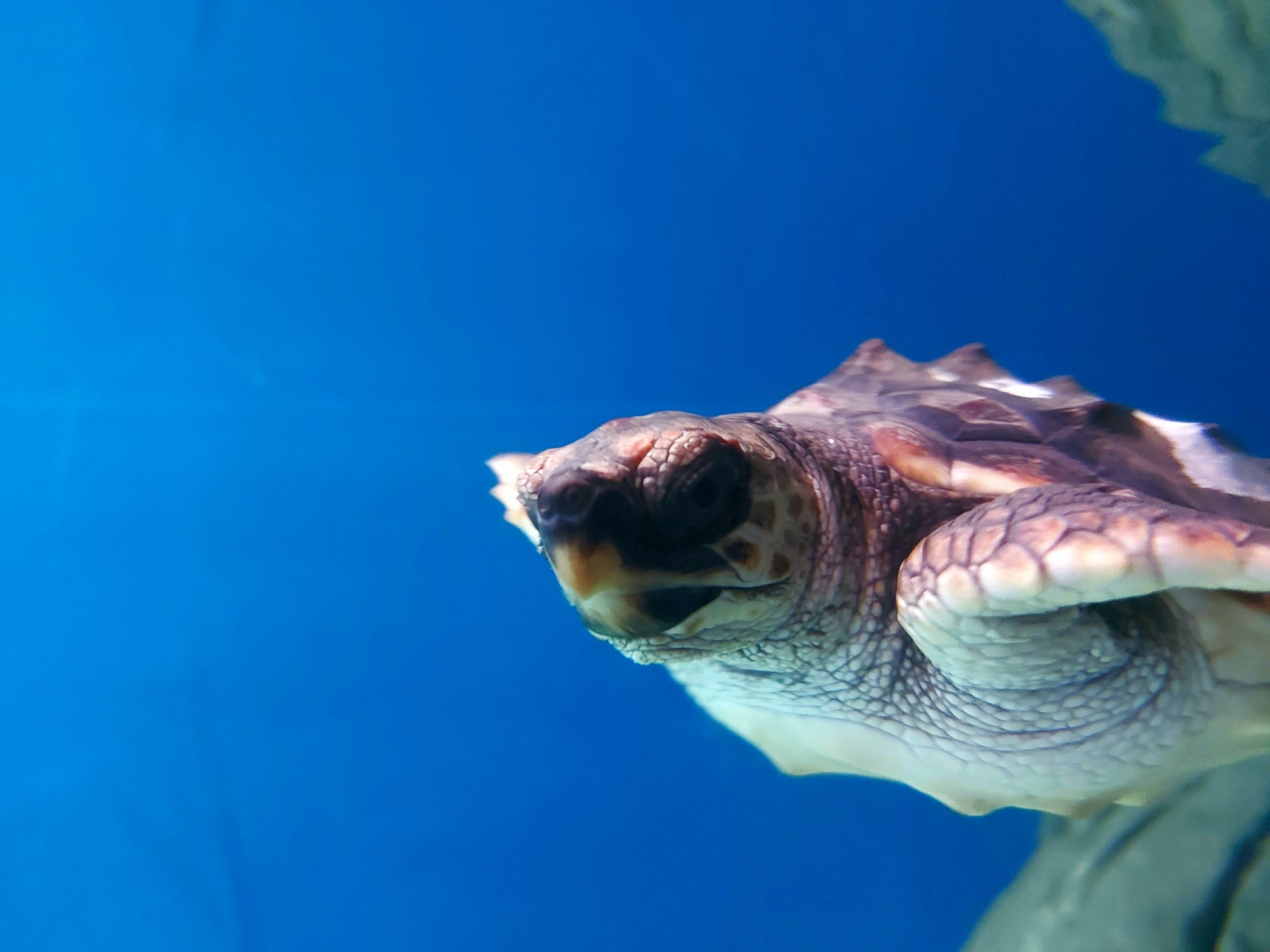 A Commitment to Sea Turtles