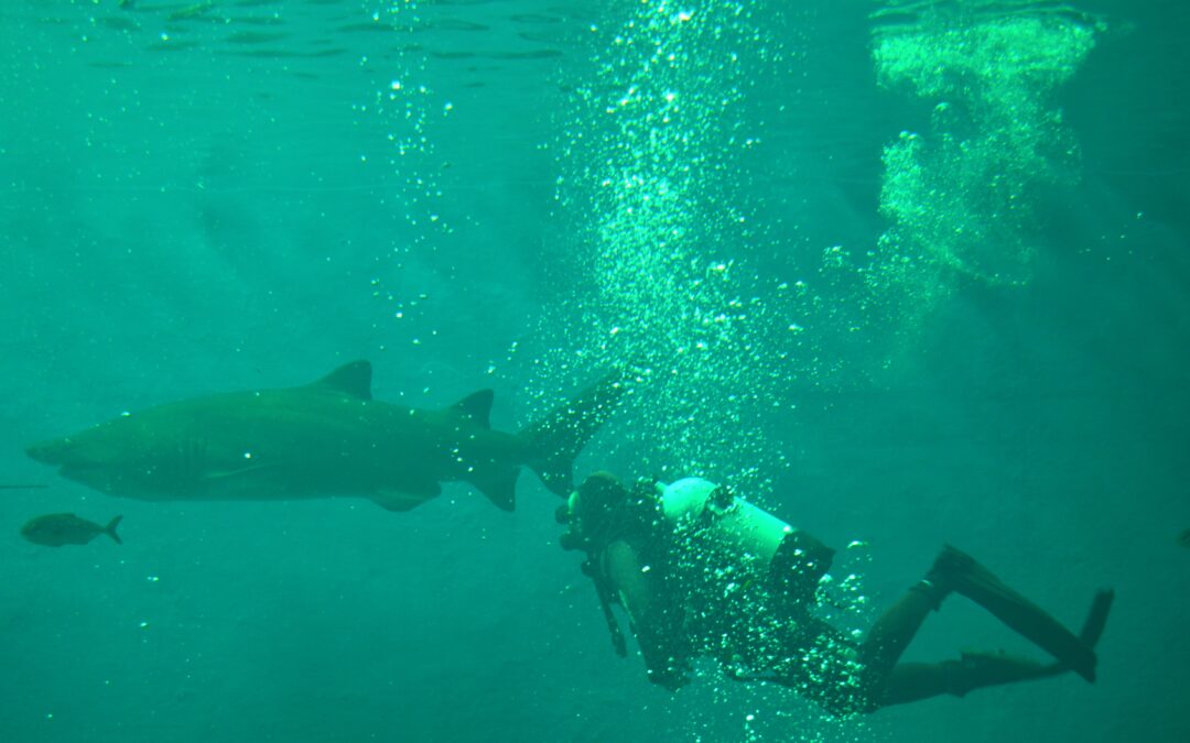 The Seville Aquarium Receives its First Bull Shark
