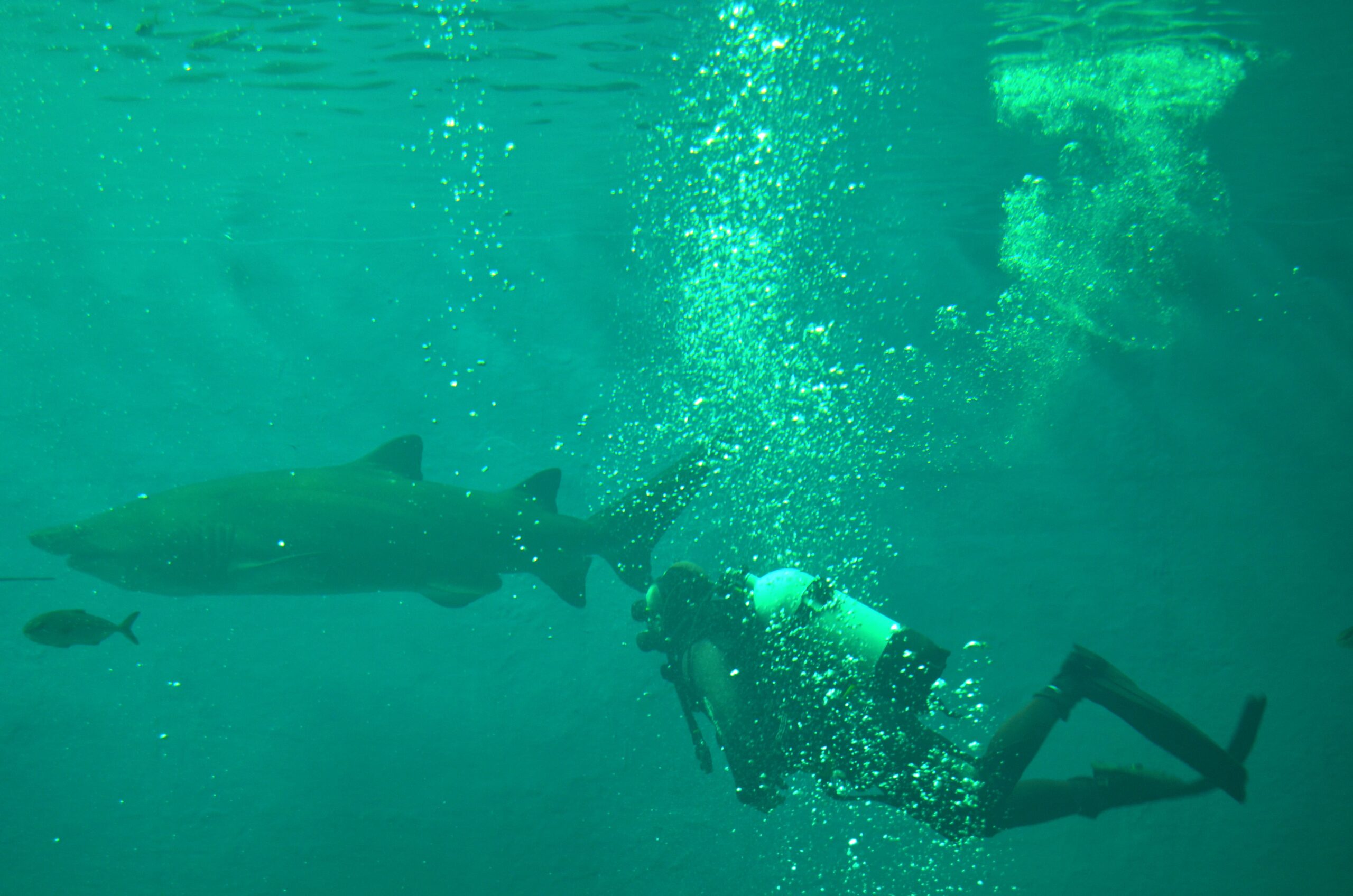 The Seville Aquarium Receives its First Bull Shark