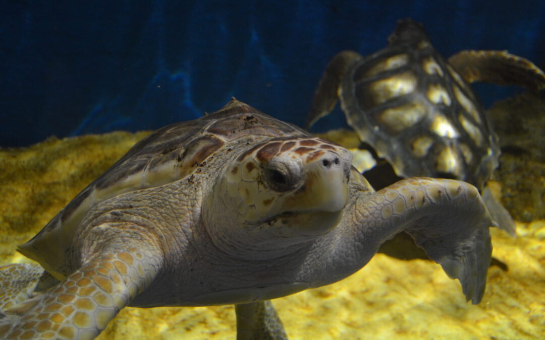 El Acuario de Sevilla recibe dos ejemplares de Tortuga Caretta caretta