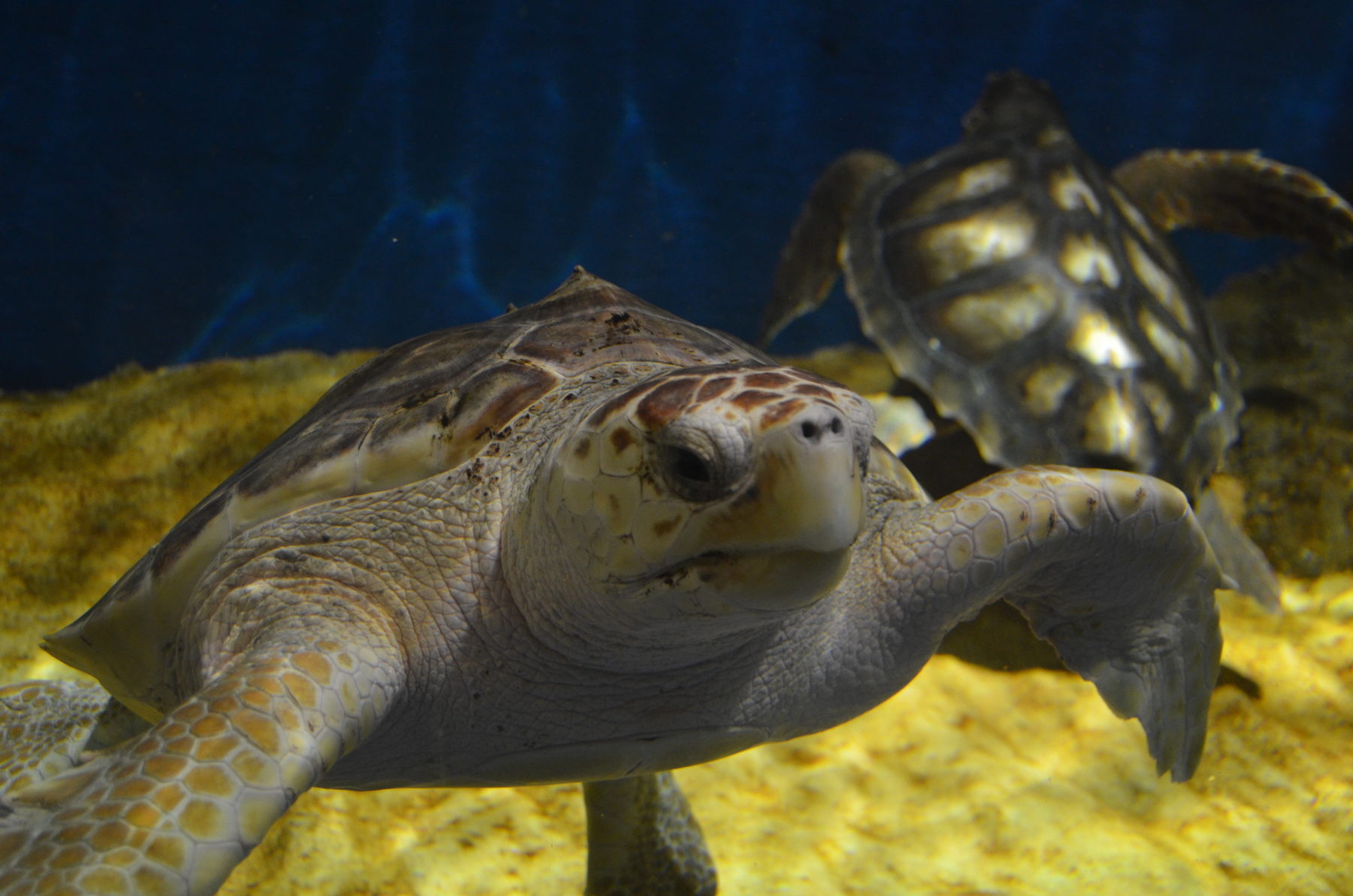 The Seville Aquarium Receives Two Specimens of Loggerhead Sea Turtle (Caretta Caretta)