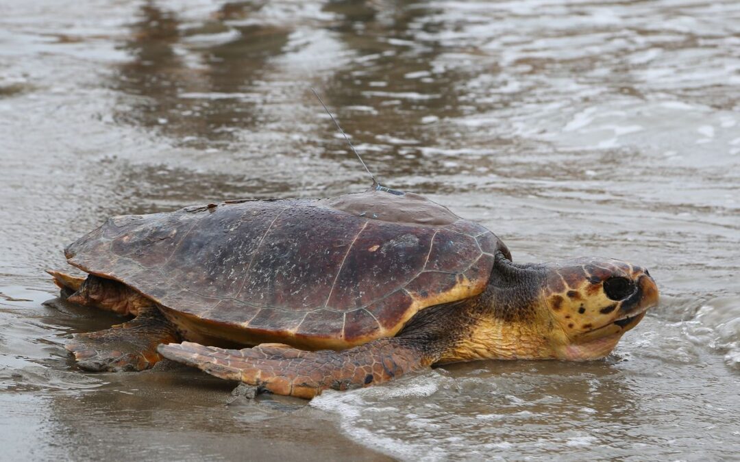The Seville Aquarium Collaborates in the Caretta Caretta Turtle Recovery Project of the Valencian Government