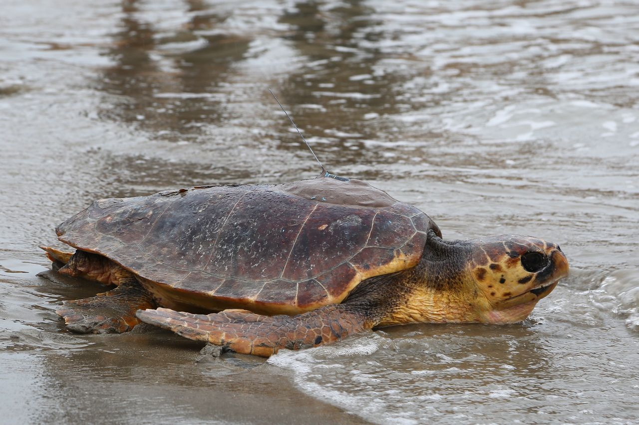 The Seville Aquarium Collaborates in the Caretta Caretta Turtle Recovery Project of the Valencian Government