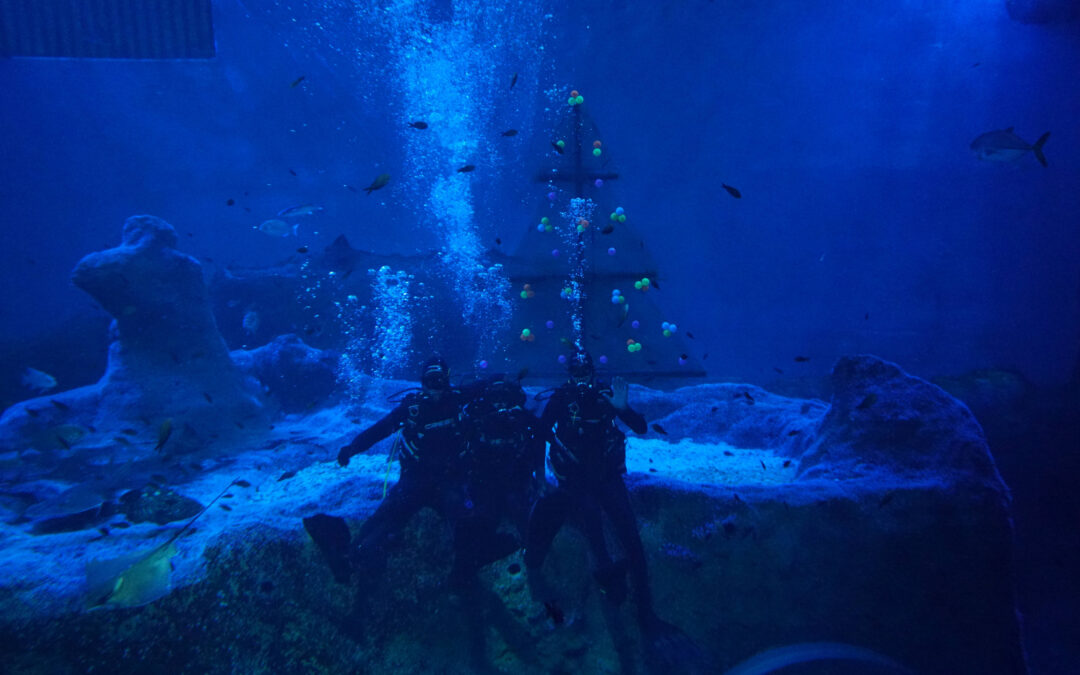 An Underwater Tree Kicks off Christmas at the Seville Aquarium