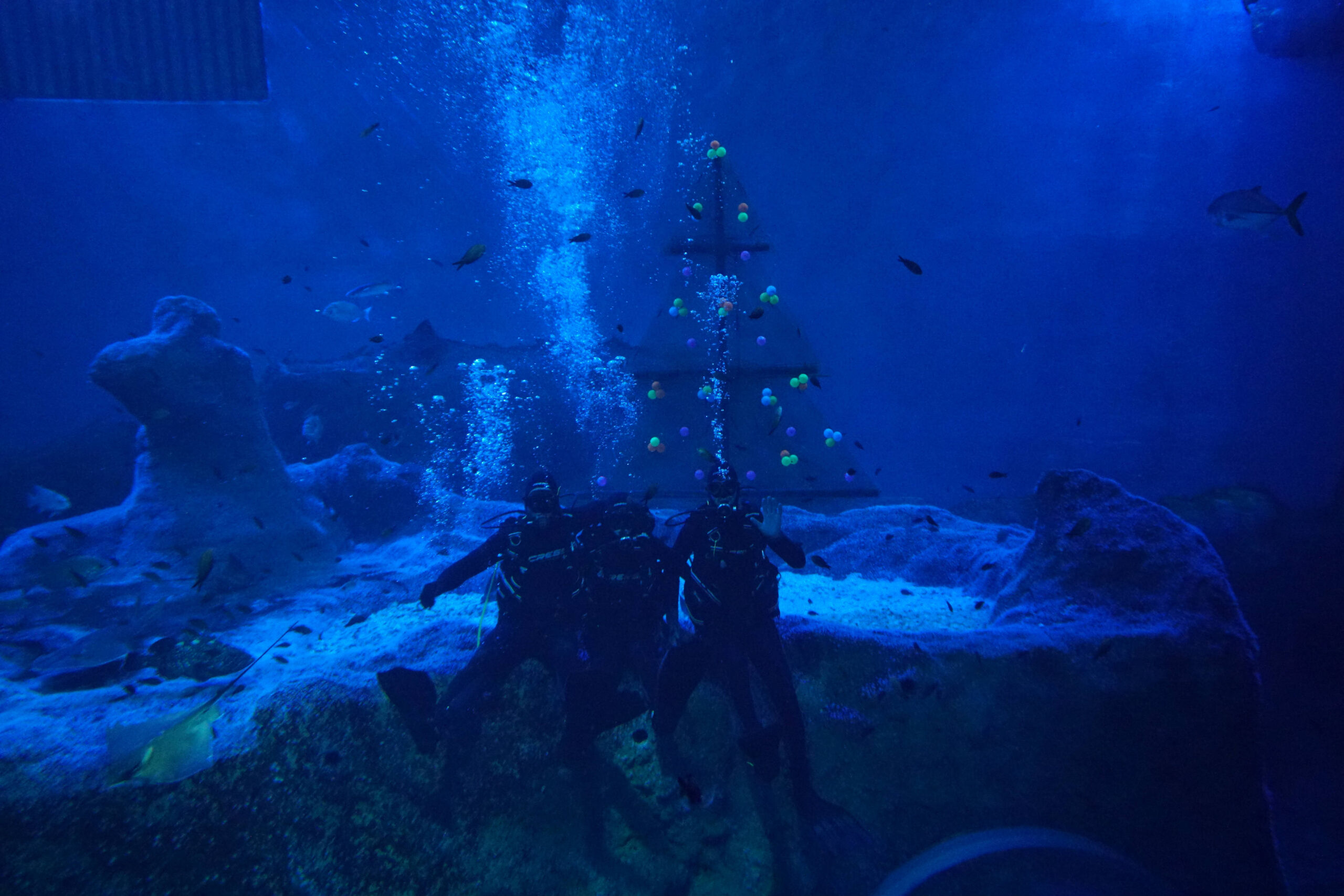 An Underwater Tree Kicks off Christmas at the Seville Aquarium