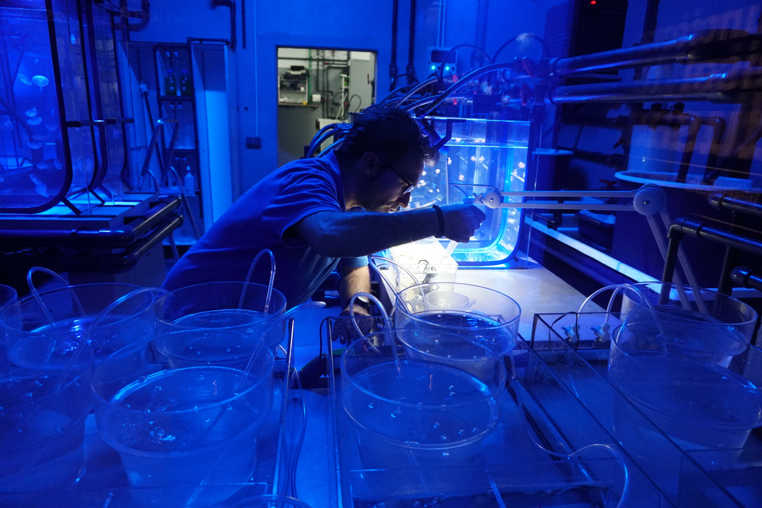 El Acuario de Sevilla se une a la Semana de la ciencia  con las medusas como protagonistas