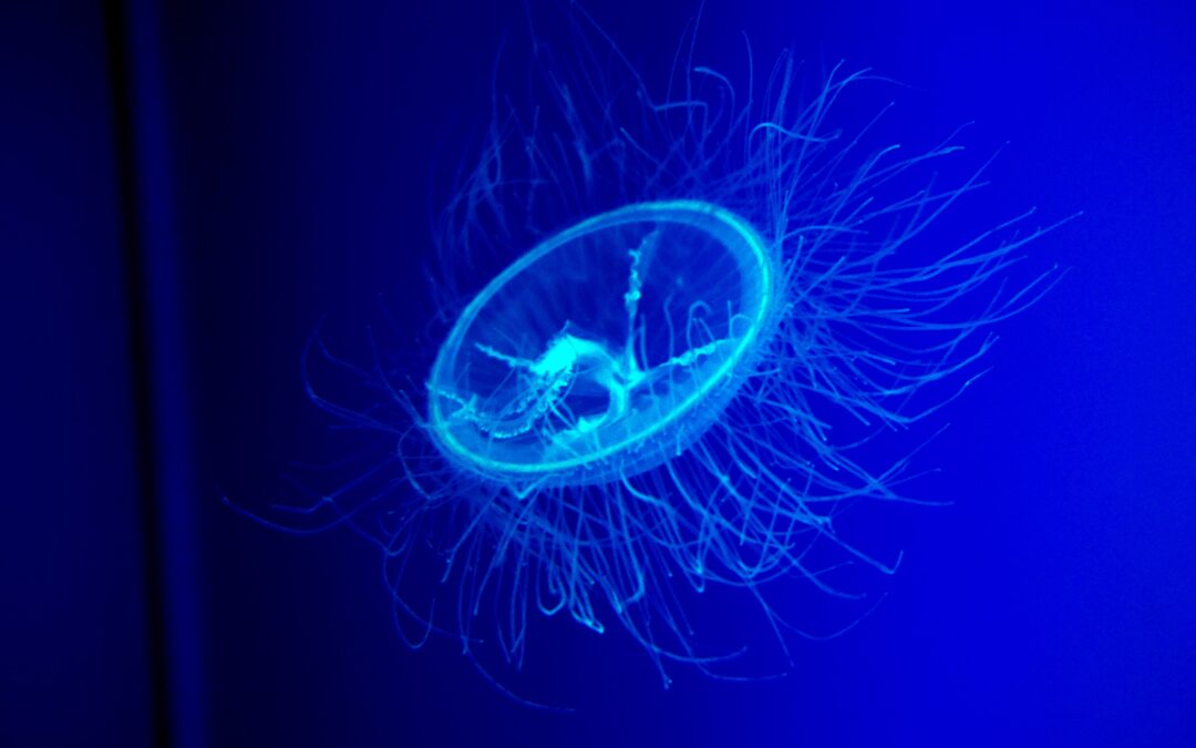 Jellyfish in the Guadalquivir