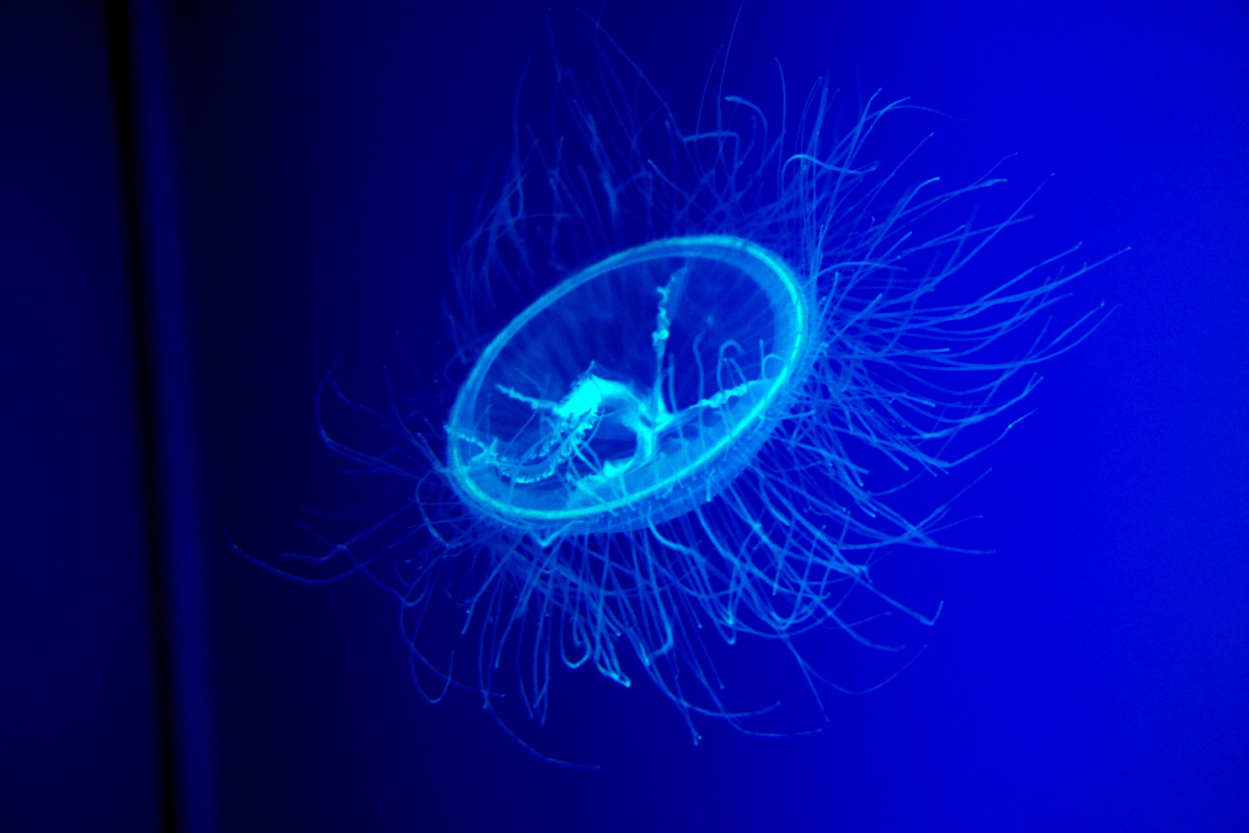 Jellyfish in the Guadalquivir