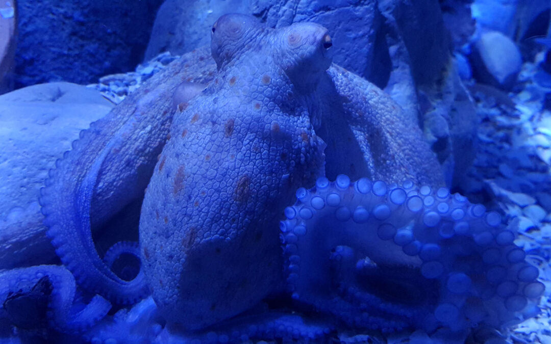 Seville Aquarium. One Year Later