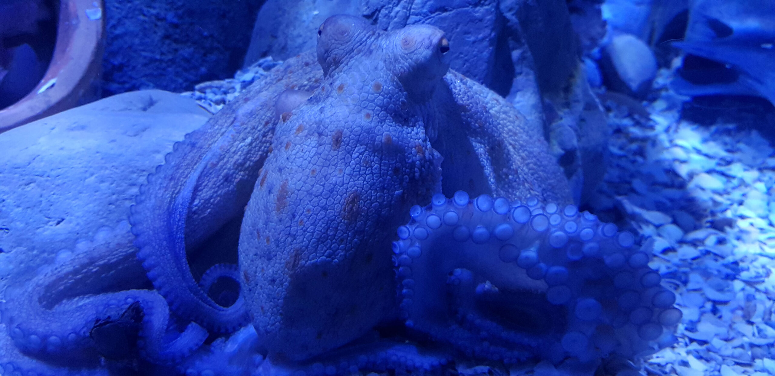 Seville Aquarium. One Year Later