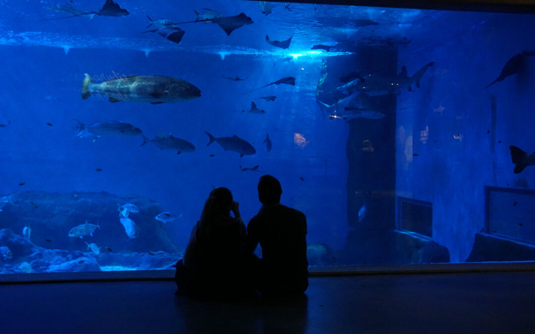 The Seville Aquarium Celebrates Valentine’s Day under the Sea