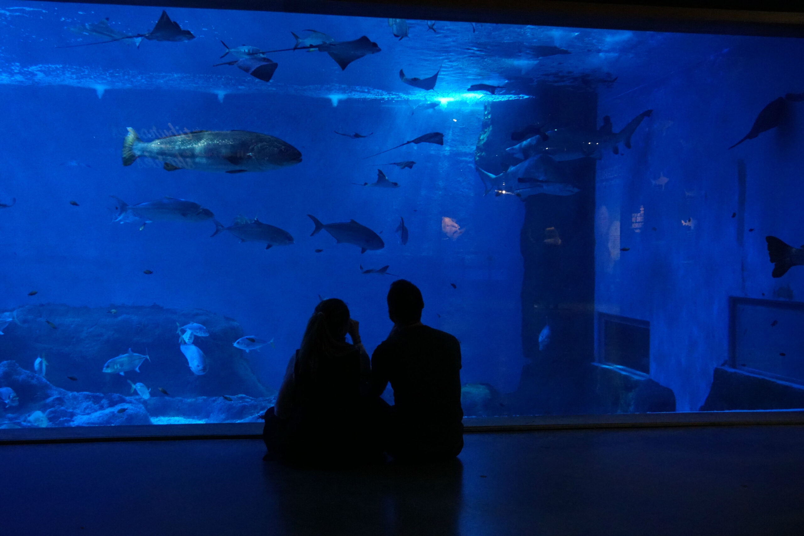 The Seville Aquarium celebrates Valentine's Day under the sea