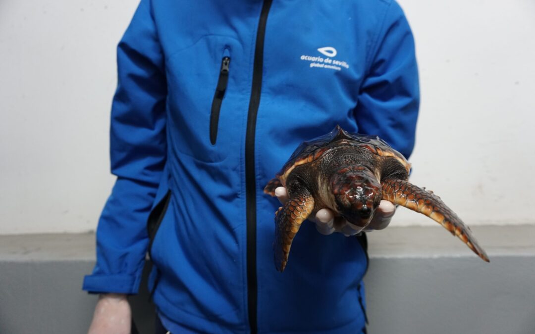 The Seville Aquarium Successfully Concludes the Breeding Program for Four Sea Turtles