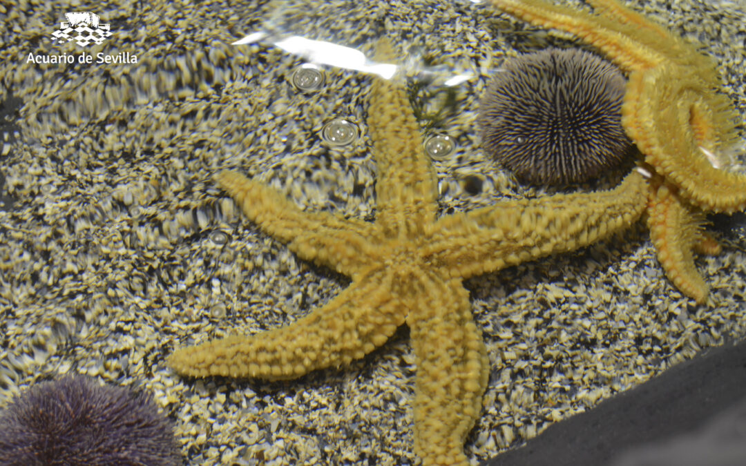 The Seville Aquarium Receives its First Fish