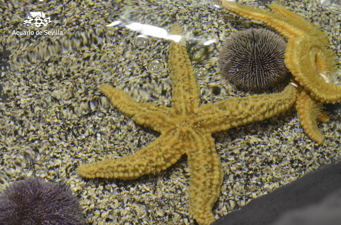 The Seville Aquarium Receives its First Fish