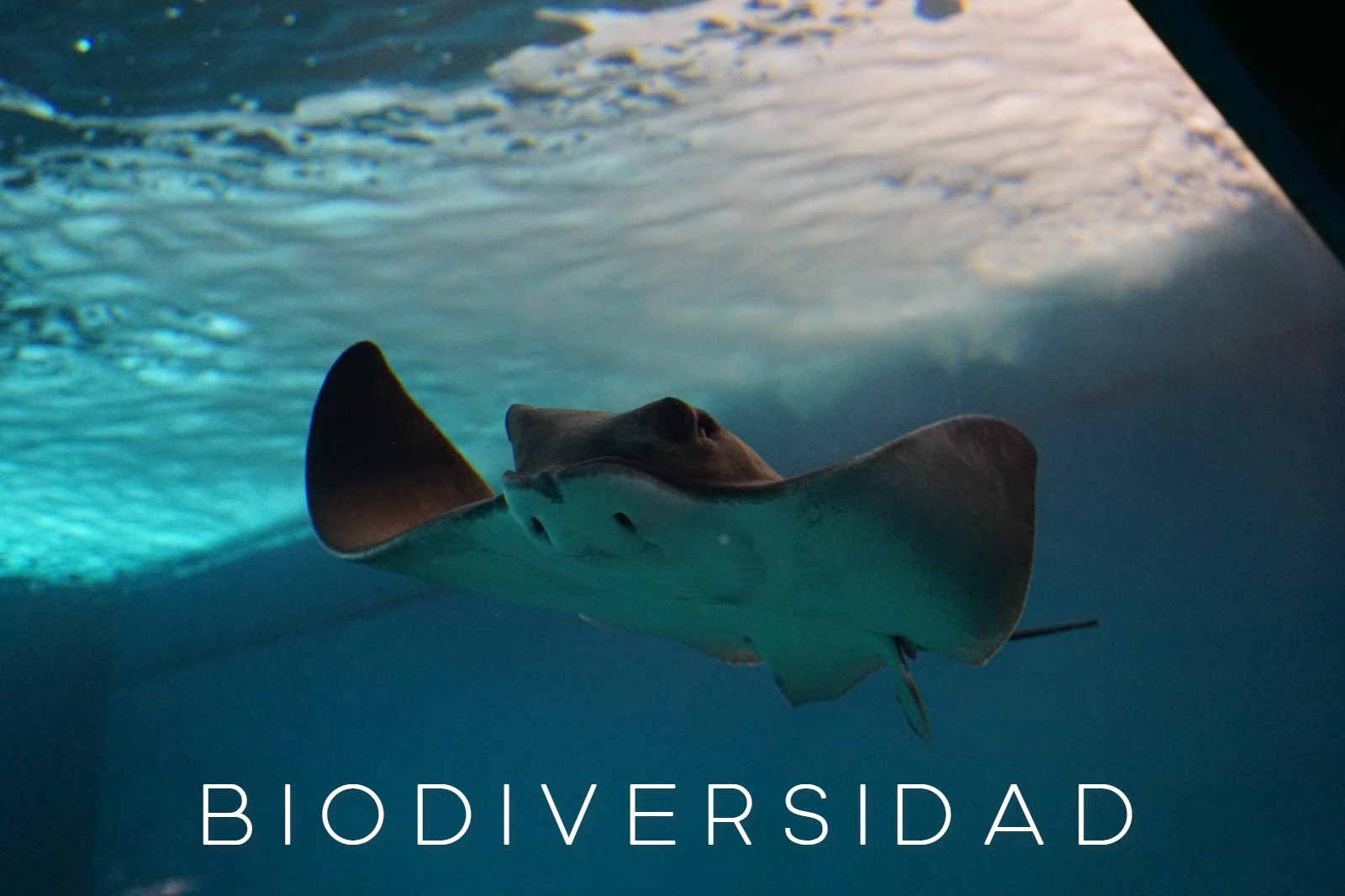 El Acuario de Sevilla lanza un concurso en Instagram con motivo del Día mundial de la Biodiversidad