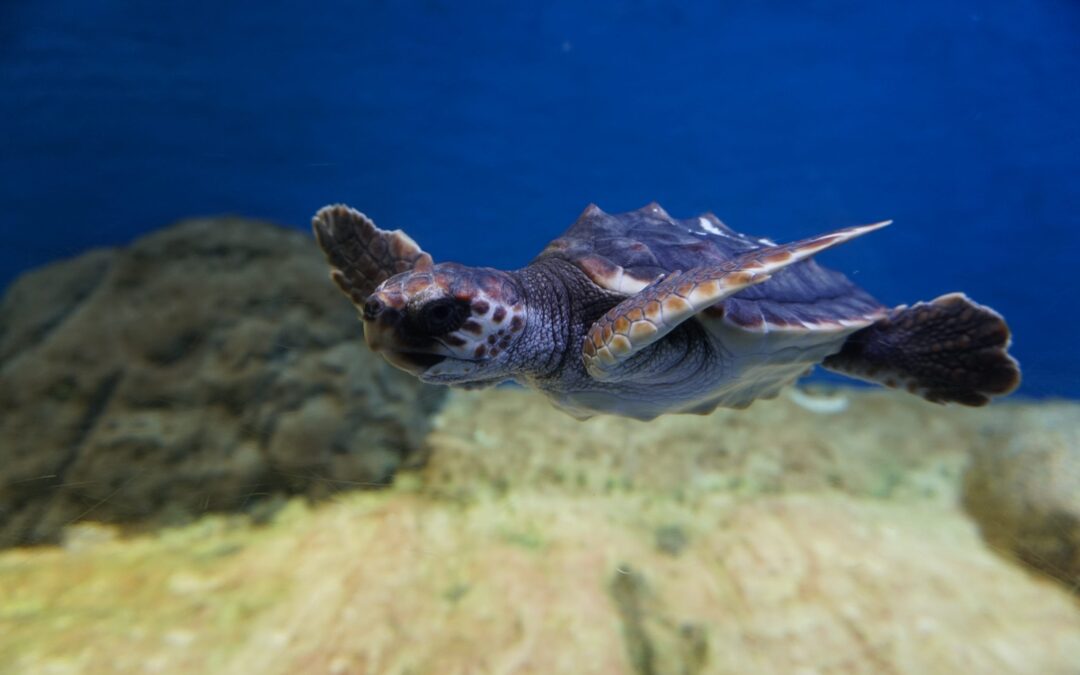 The Seville Aquarium Aims to Turn Children into Allies of Sea Turtles