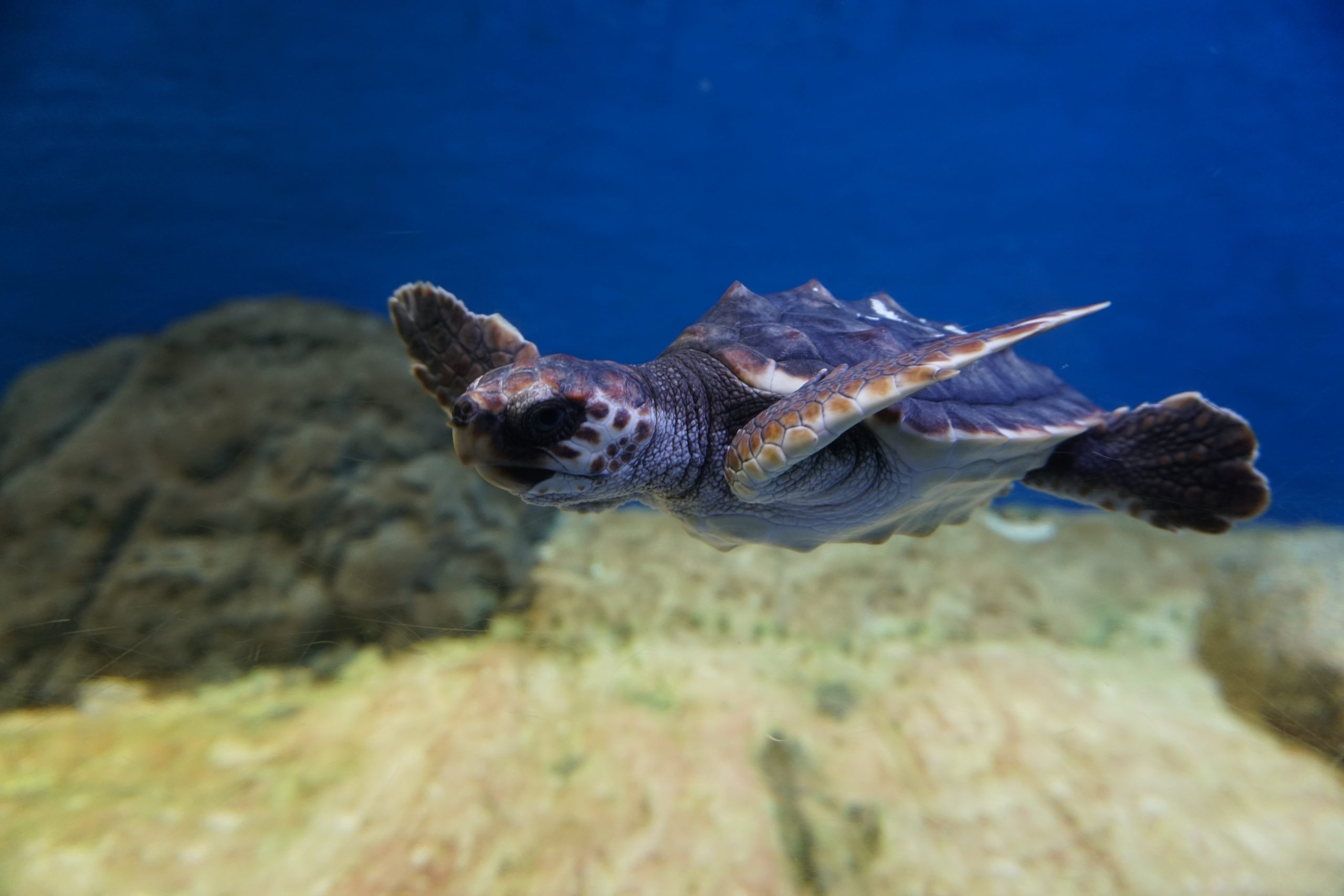 The Seville Aquarium Aims to Turn Children into Allies of Sea Turtles