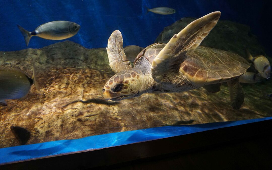 The Seville Aquarium Takes Care of the Injured Turtle from Algeciras until its Return to the Sea