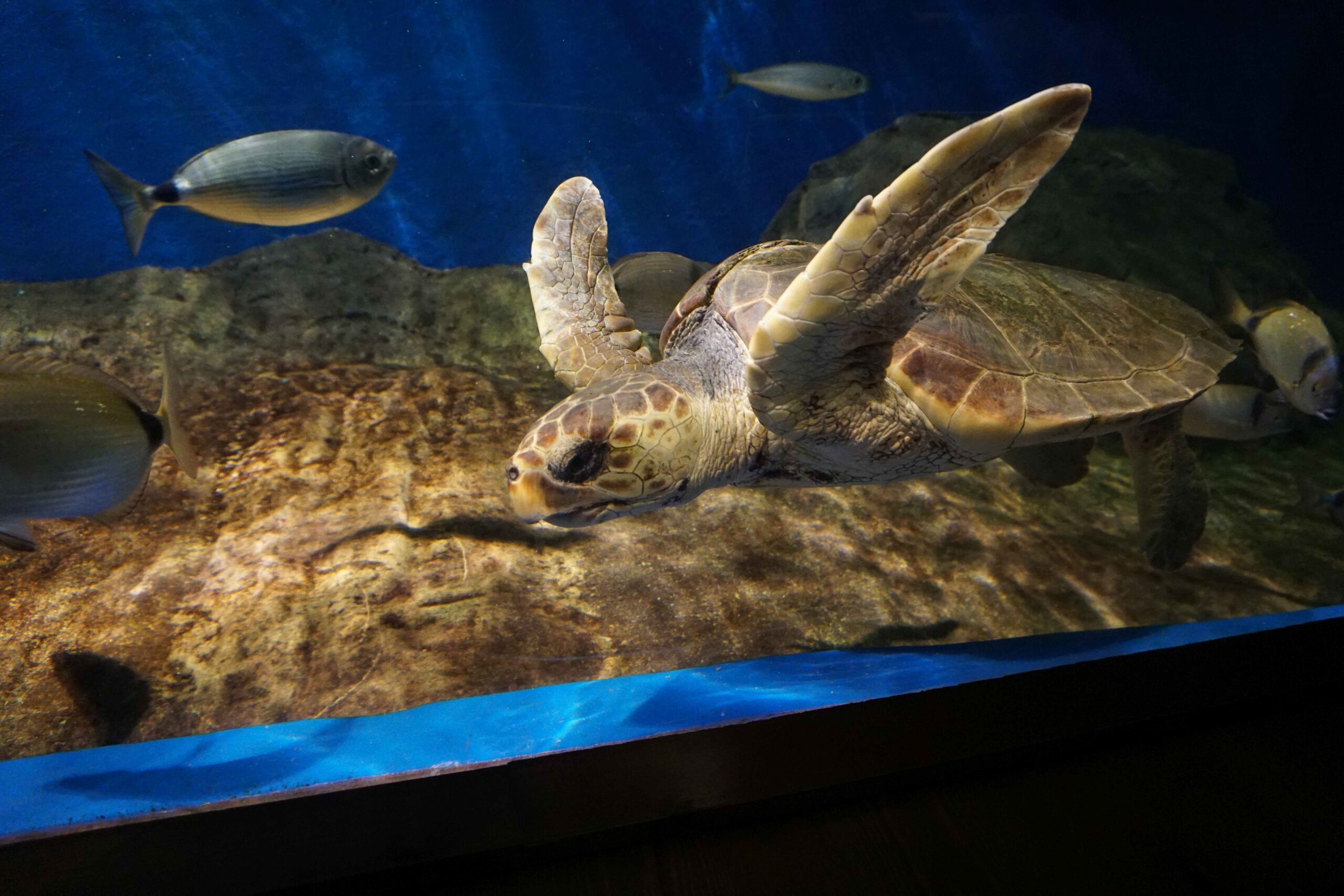 The Seville Aquarium Takes Care of the Injured Turtle from Algeciras until its Return to the Sea