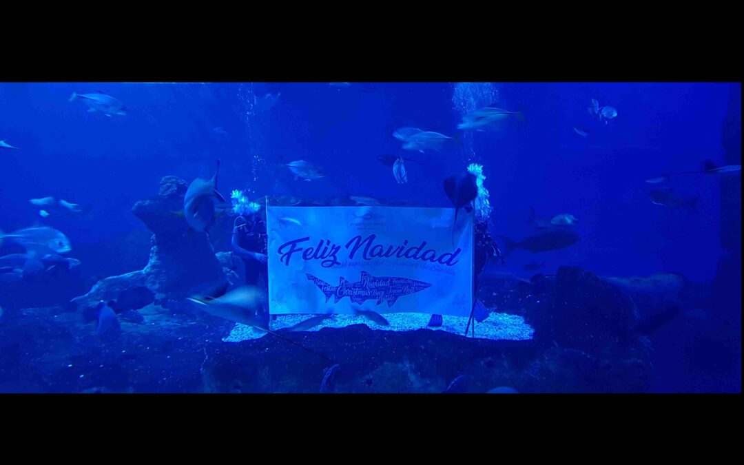 Christmas under the Sea