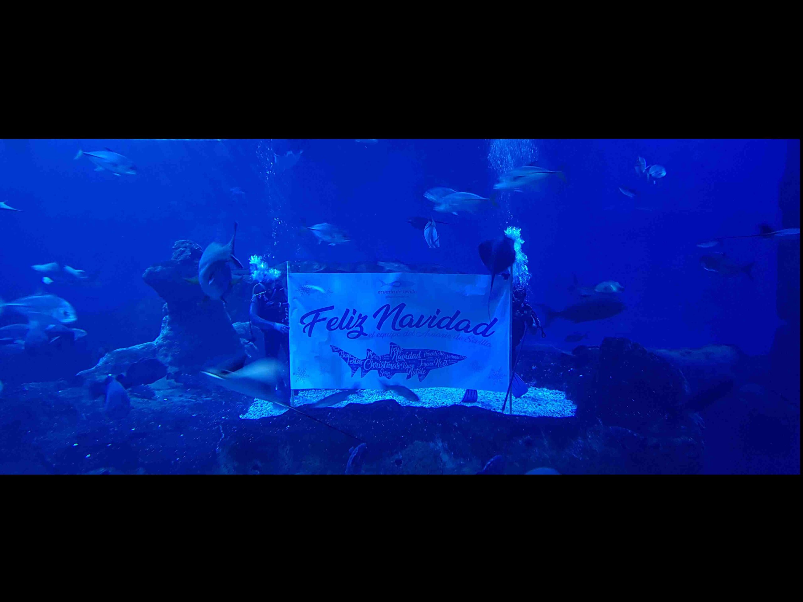 Christmas under the Sea
