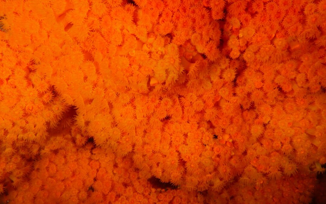Long Live the Orange Coral