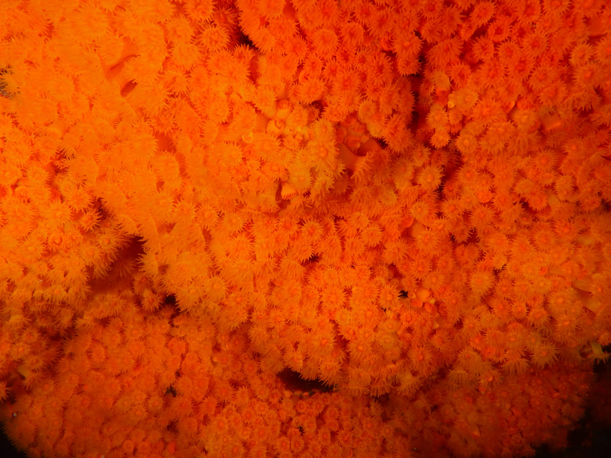 Long Live the Orange Coral