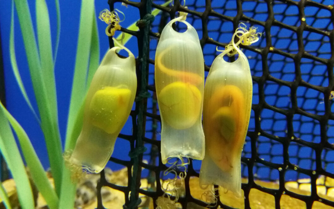 Nacen más de cincuenta nuevos tiburones en el Acuario de Sevilla