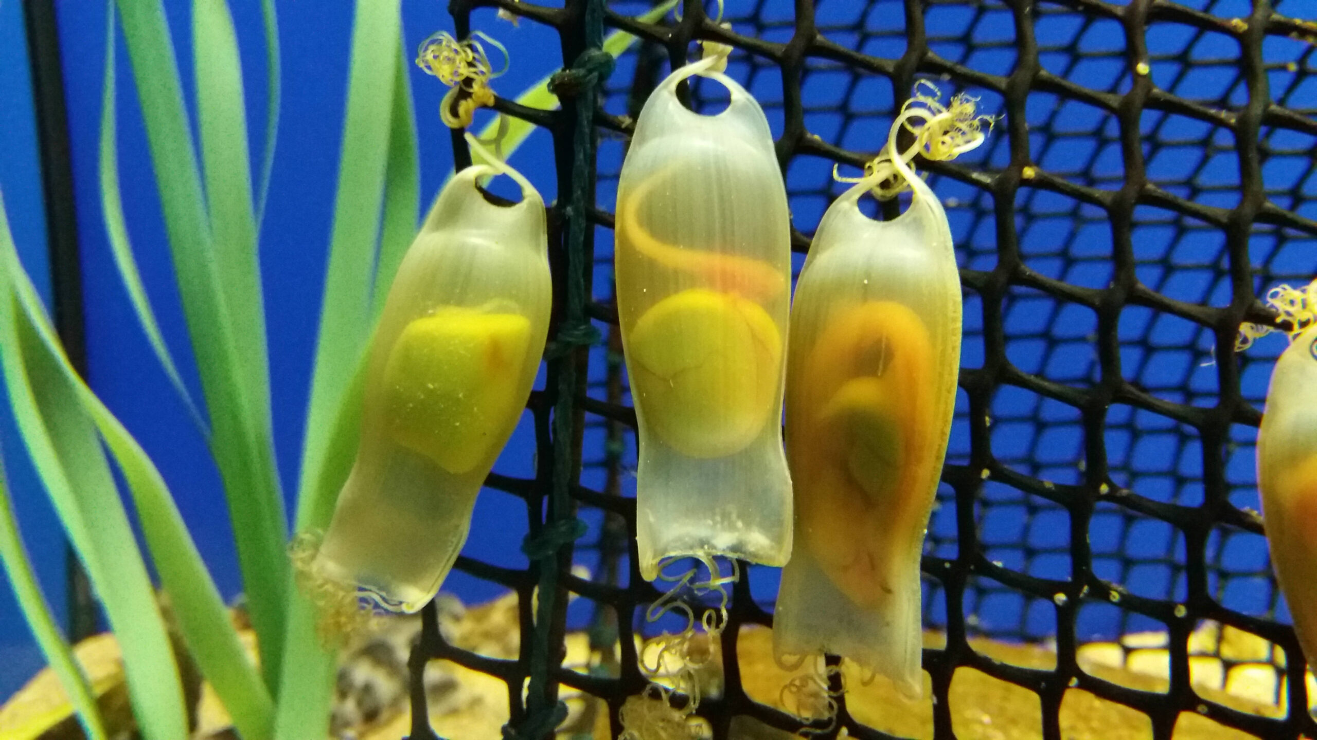 Nacen más de cincuenta nuevos tiburones en el Acuario de Sevilla