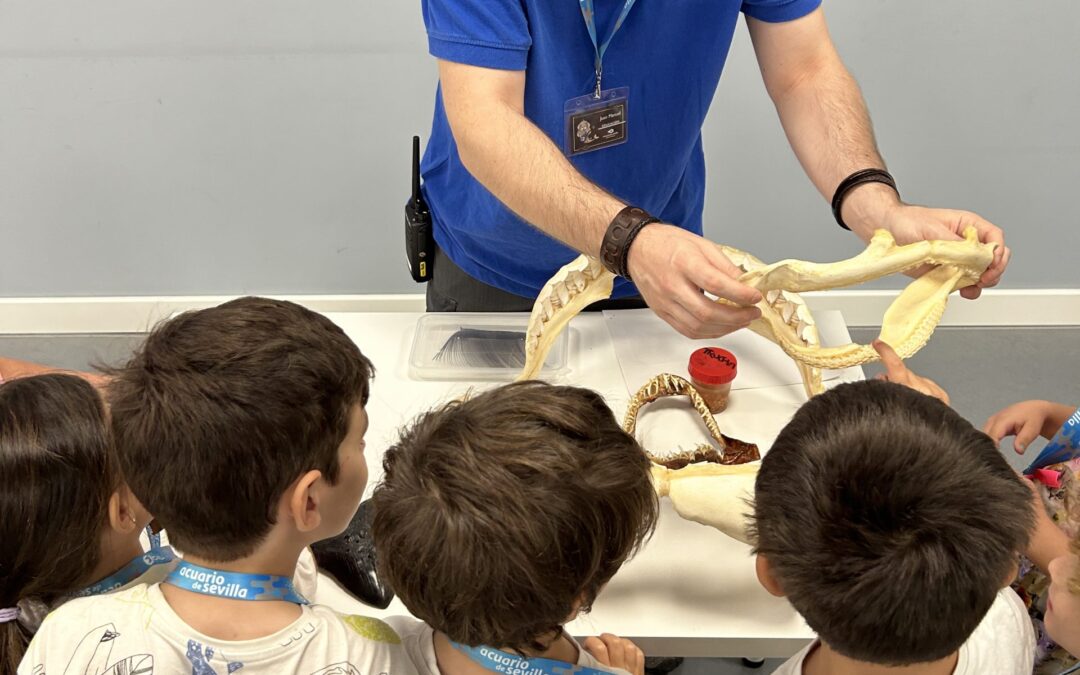 The Seville Aquarium Aims to Turn Children into Protectors of the Guitar Fish