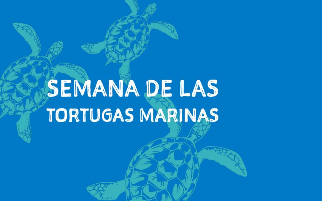 The Seville Aquarium Celebrates Sea Turtle Week