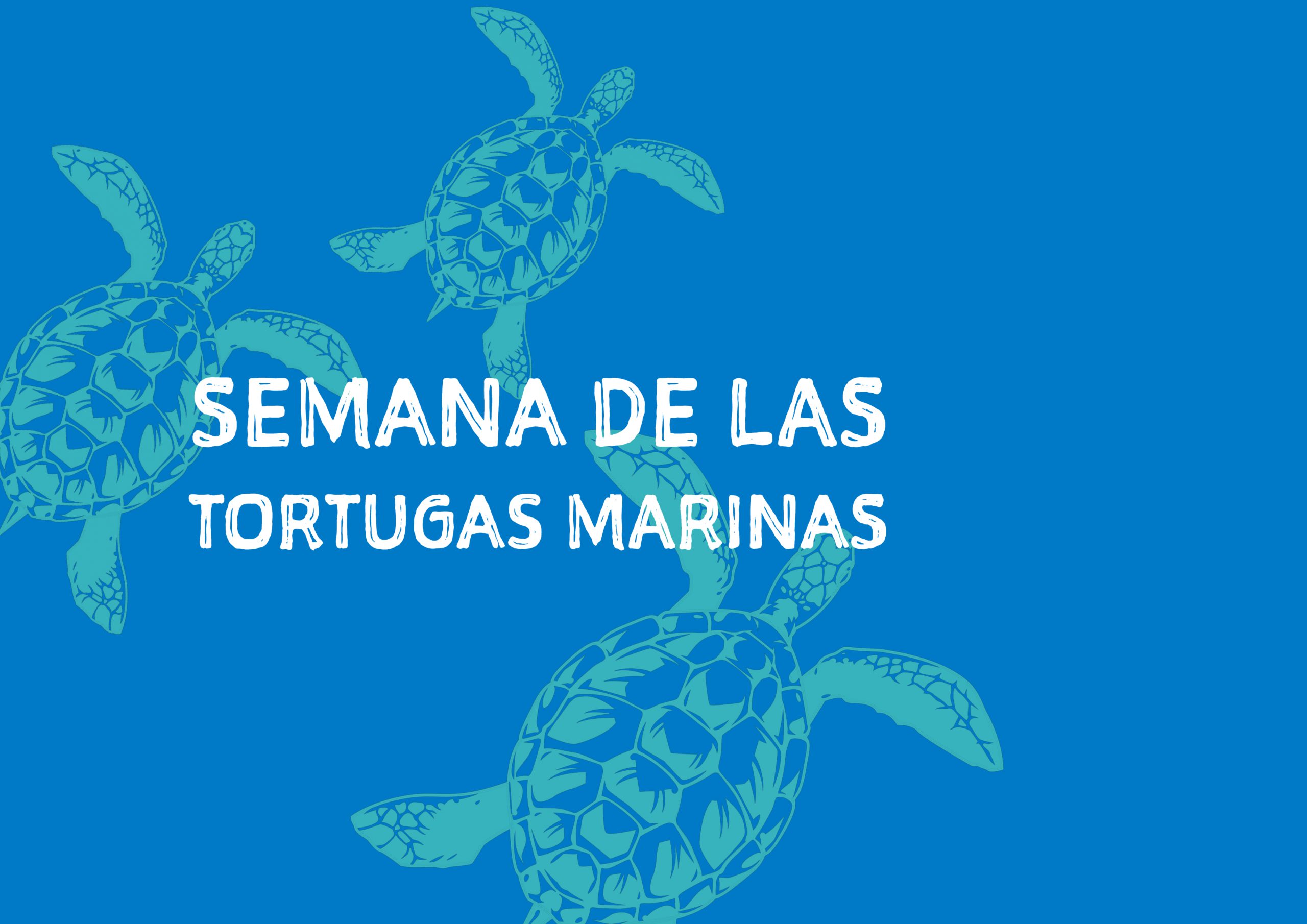 The Seville Aquarium Celebrates Sea Turtle Week