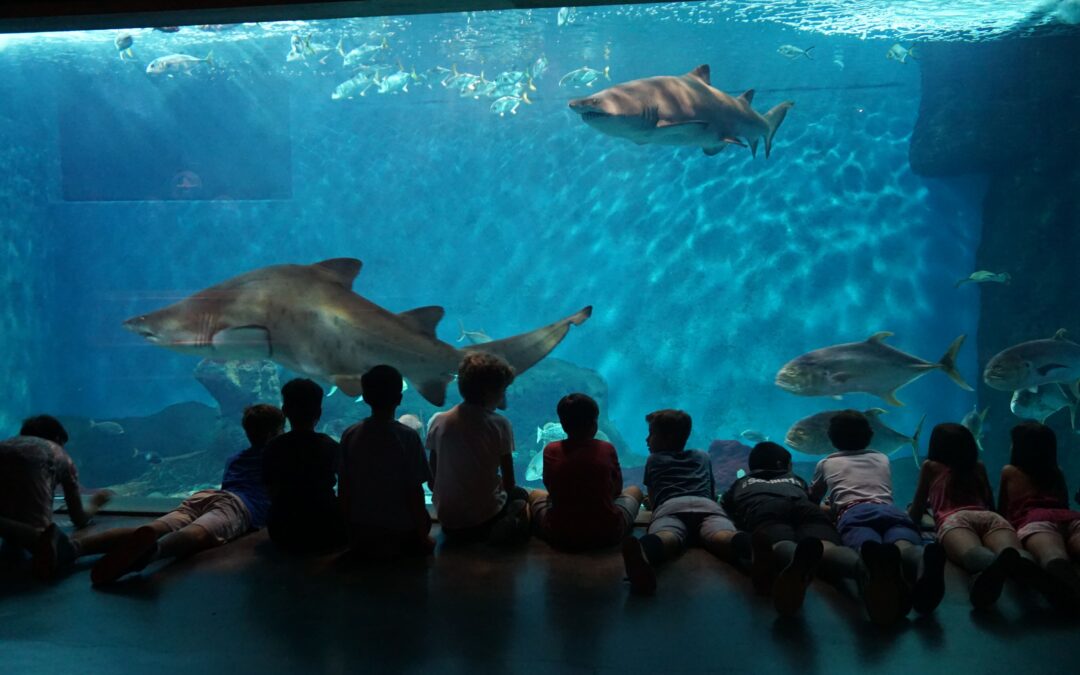 Summer Camps for Children to Discover the Secrets of the Sea