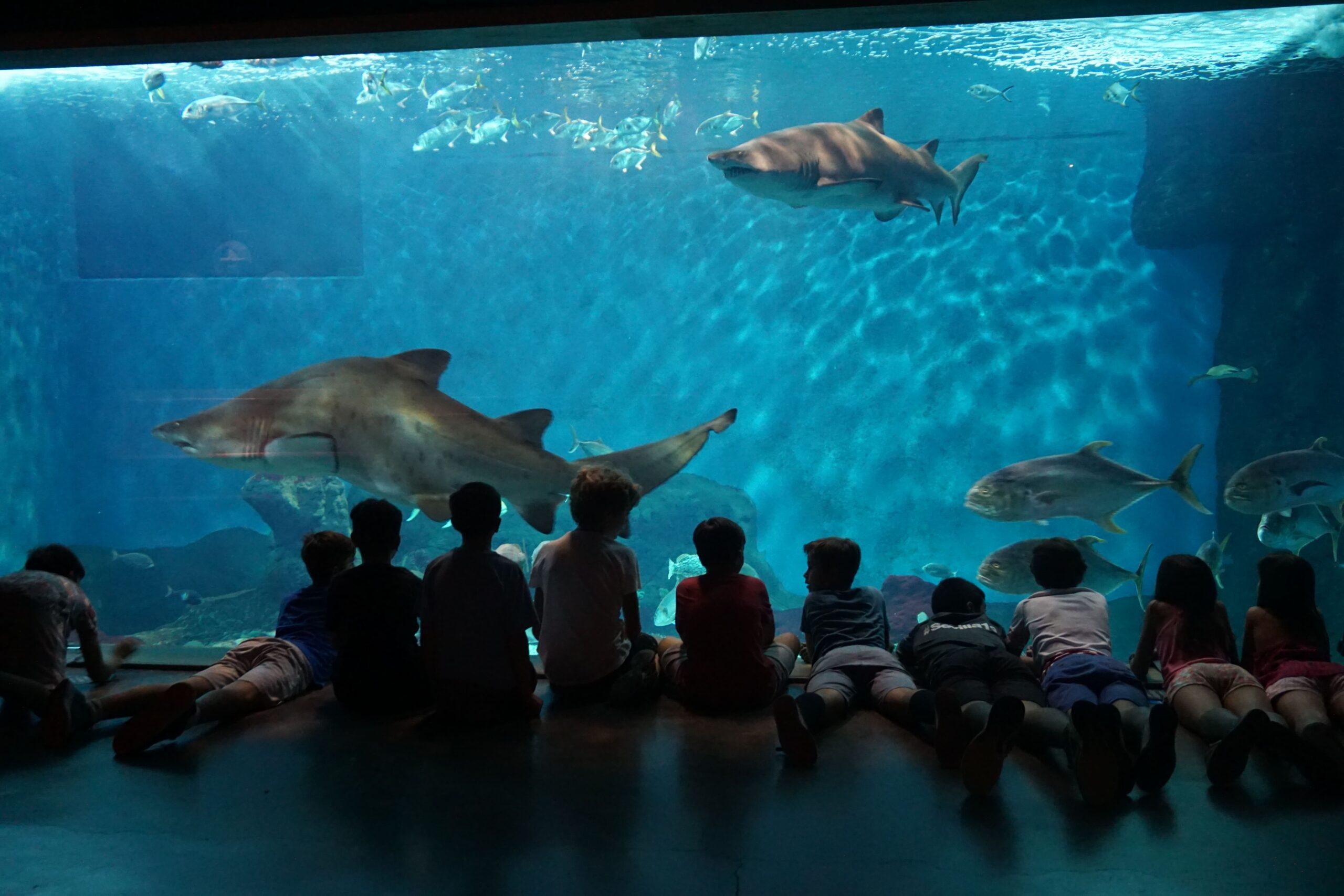 Summer Camps for Children to Discover the Secrets of the Sea