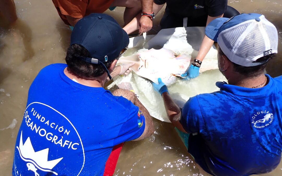 First European Study of the Guitar Fish Begins in Andalusia