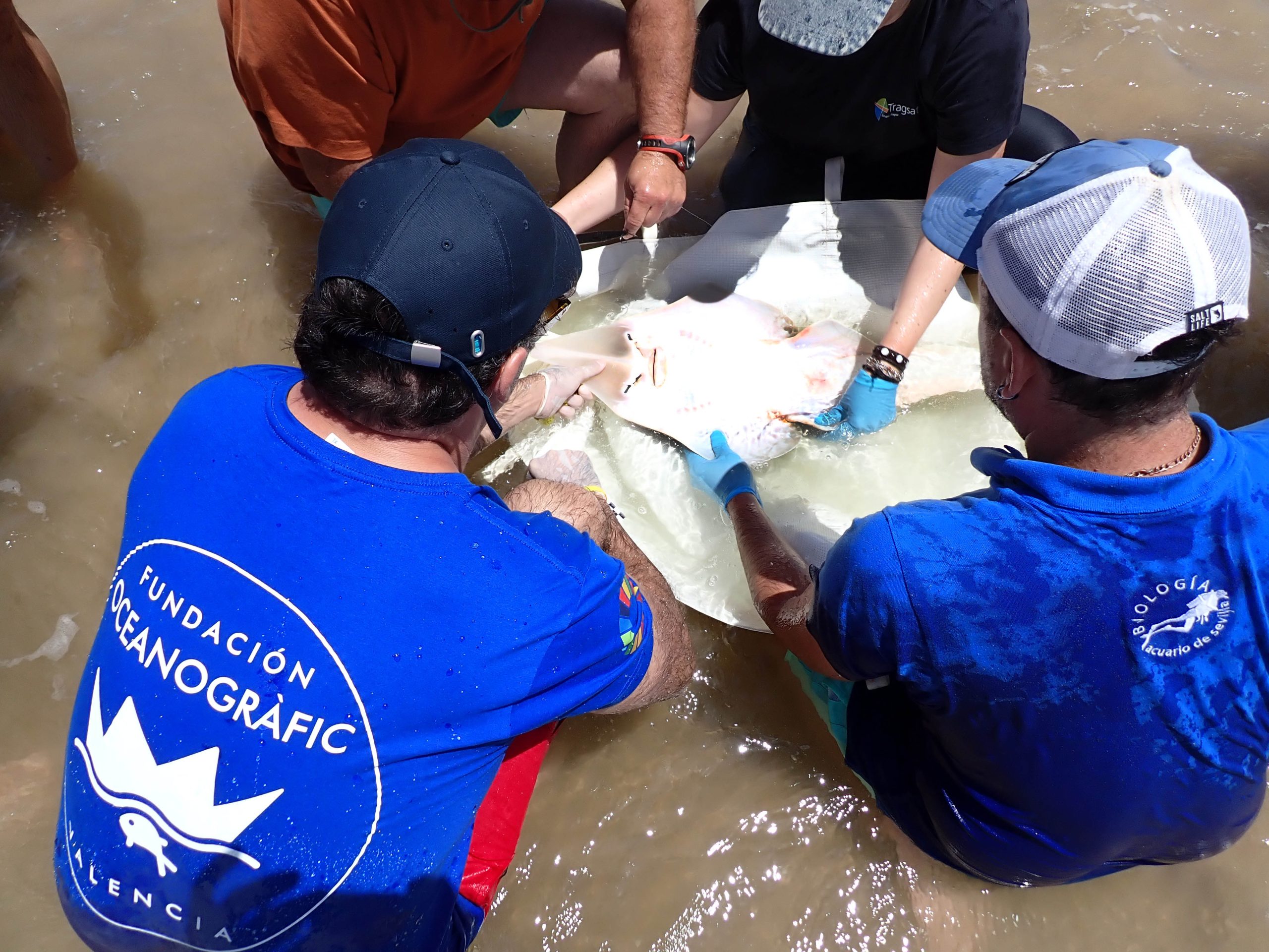 First European Study of the Guitar Fish Begins in Andalusia