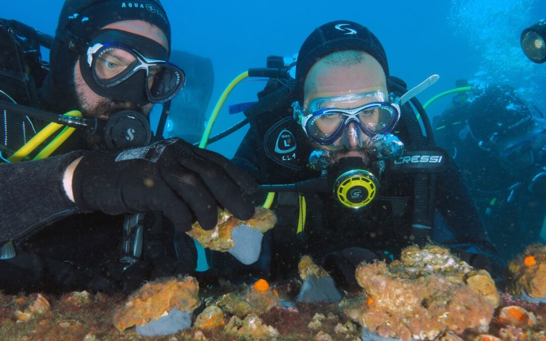 Resounding Success of Coral Planting Project for Restoration
