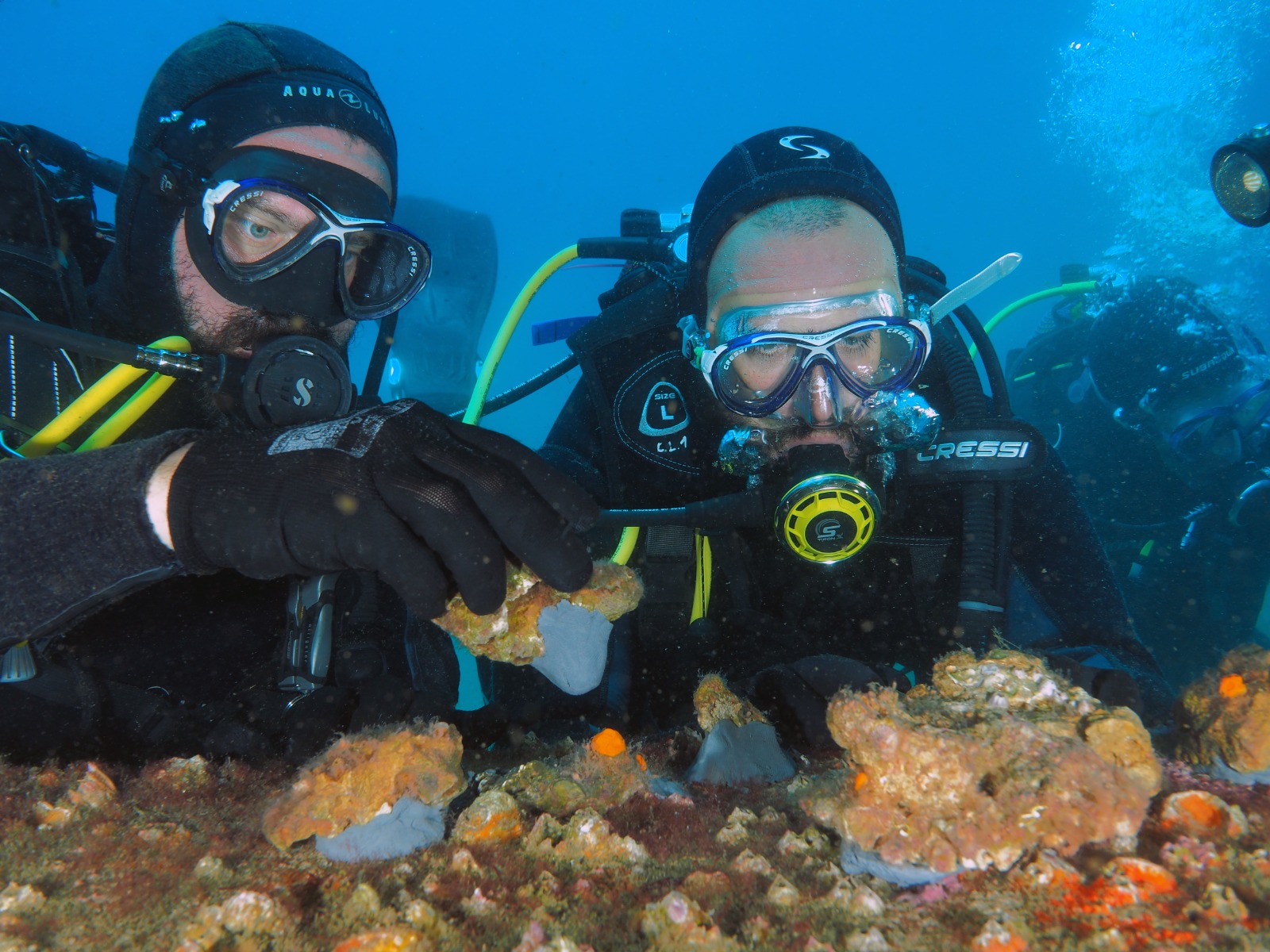 Resounding Success of Coral Planting Project for Restoration