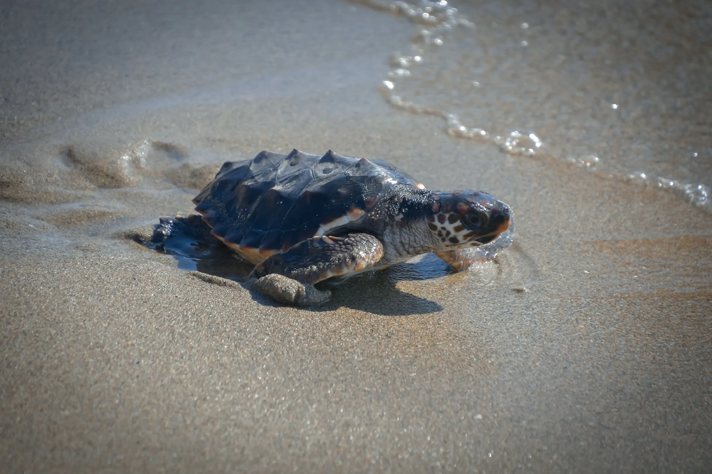 turtle release on beach Turtle on beach