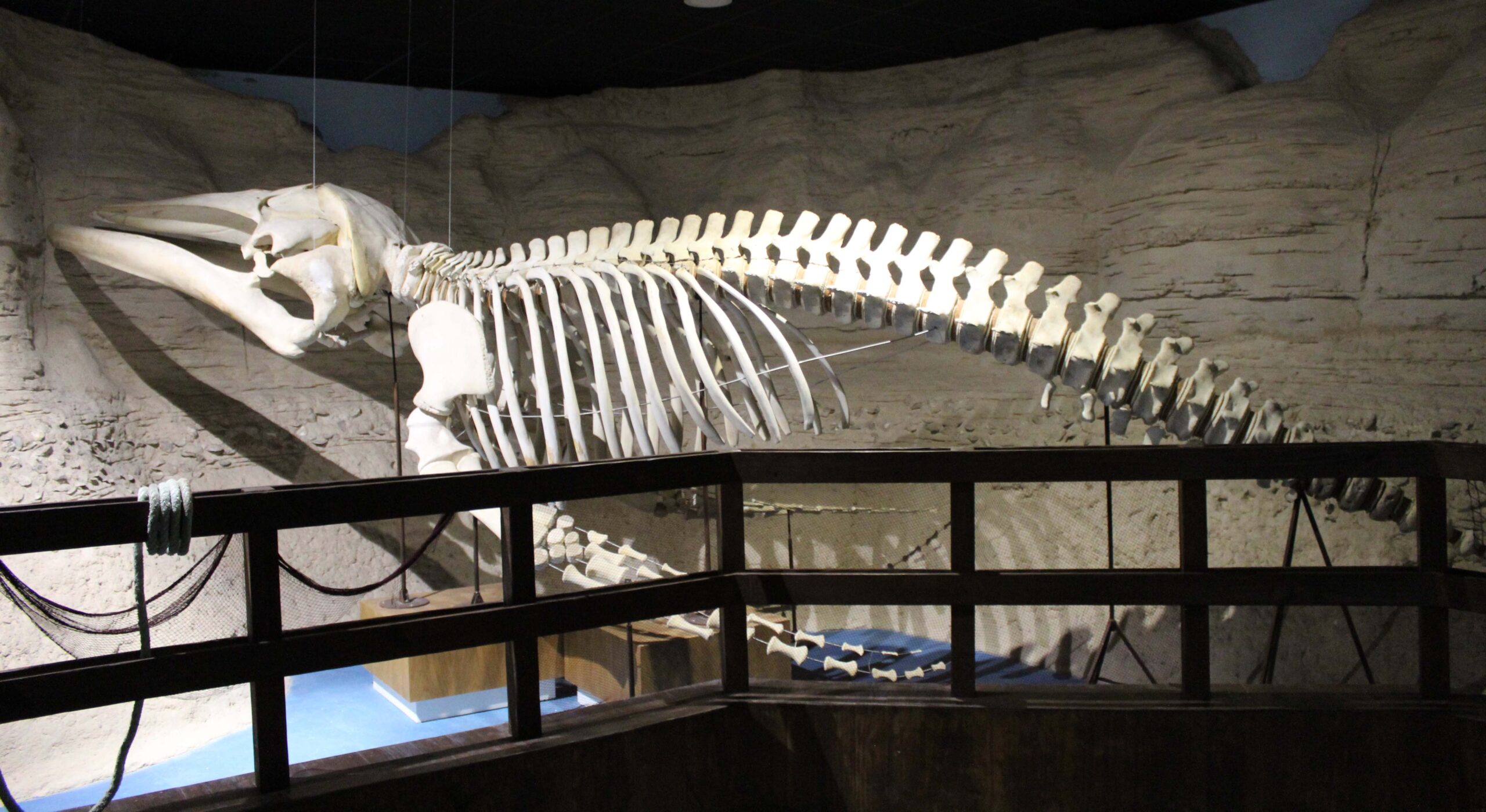 El Acuario de Sevilla expone por primera vez un esqueleto de ballena